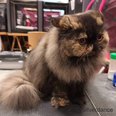 TICA RW, QGC/EC Yellicle's Medley of Silverdance