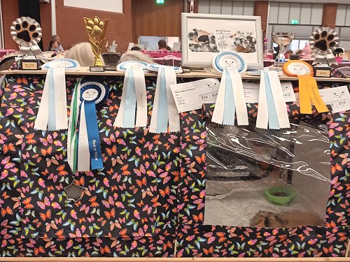 Show Silverdance Persians