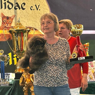 TICA RW, QGC/EC Yellicle's Medley of Silverdance