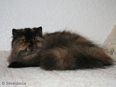 TICA RW, QGC/EC Yellicle's Medley of Silverdance