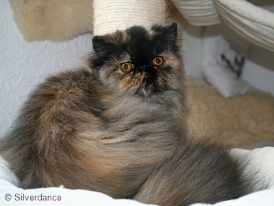 TICA RW, QGC/EC Yellicle's Medley of Silverdance