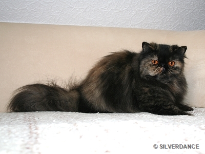 TICA RW, QGC/EC Yellicle's Medley of Silverdance