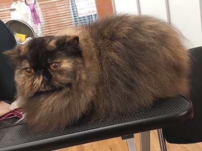 TICA RW QGC SGCA EC Yellicle's Medley of Silverdance