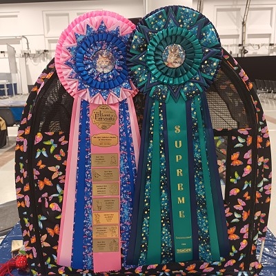 TICA Show Silverdance Persians