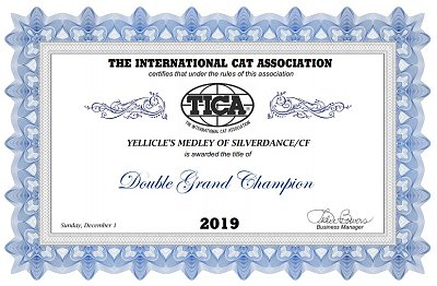 TICA RW, QGC/EC Yellicle's Medley of Silverdance