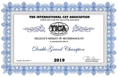 TICA RW, QGC/EC Yellicle's Medley of Silverdance