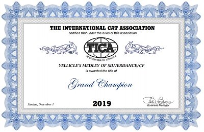 TICA RW, QGC/EC Yellicle's Medley of Silverdance