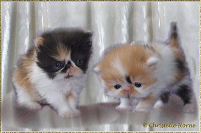 Cha Cha´s Miss. Picasso and Cha Cha´s Donatella ... dominant calico 4.5 weeks old