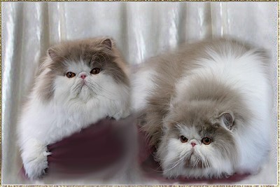 Jokercats Lilac Drops'n Candys .... lilac-white male