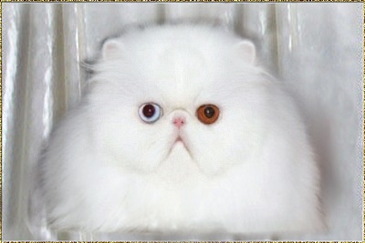 Iwanda's Special Lady ... white odd eyes female