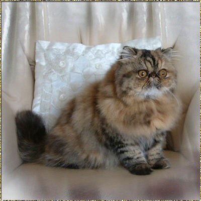 Mystere Maddison Skyline ... black tortie tabby female