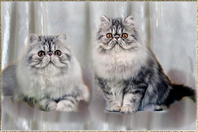 Roggenstein's Ice Bon Bon & Roggenstein's Silverflash ... silver-tabby-classic 6 months old