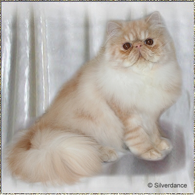 Silverdance Unforgettable Robin ... cream-smoke male 6 months old