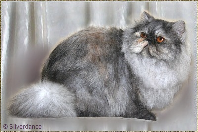 Silverdance Sweet Ice Princess ... tortie-smoke female 1,5 years old