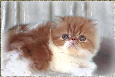 Skybank Toprank Yank ...  red-tabby-high white kitten