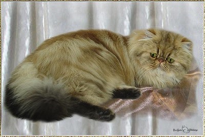 Sunnybeach Madison of Purrsatin ... golden-shaded female, born 2005