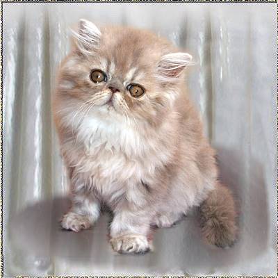 Talshiar Lilac Lace ... lilac-cream-tabby female kitten