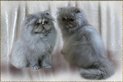 Pele Mele’s Silver Blue IceBell and Pele Mele’s Silver Blue IceAngel ... blue-cream-smoke kitten 12 weeks old, father: My Fantasy´s Blue Ice Sensation of Silverdance