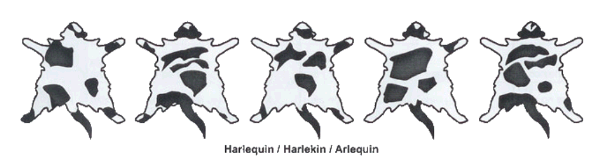 harlequin