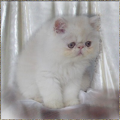 Petovia's MoonlightDancer ... cream-shaded-cameo male 12 weeks old