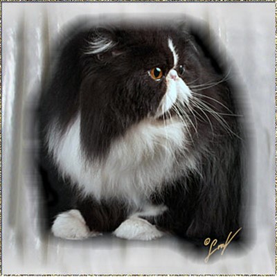 Abalisa Sugar-N-Spice ... black-white-tuxedo male 7 years old