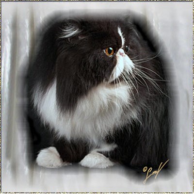 Abalisa Sugar-N-Spice ... black-white-tuxedo male 7 years old 