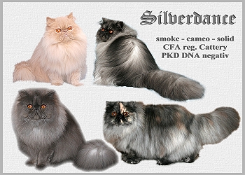 Silverdance Persians