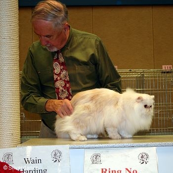 CFA CH/GEC Pele-Mele's Silver Sunshine on Ice of
Silverdance