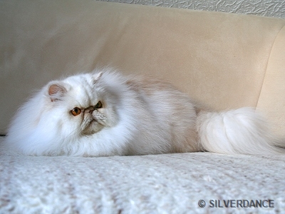 CFA CH/GEC Pele-Mele's Silver Sunshine on Ice of Silverdance