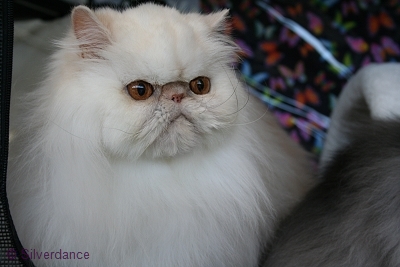 CFA CH/GEC Pele-Mele's Silver Sunshine on Ice of
Silverdance