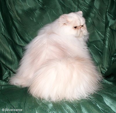 CFA CH/GEC Pele-Mele's Silver Sunshine on Ice of
Silverdance