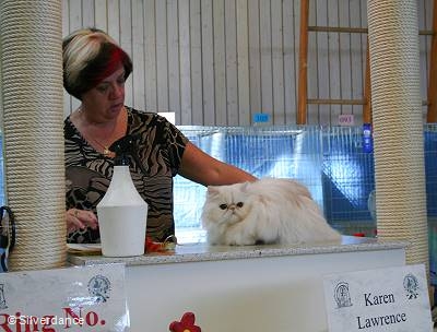 CFA CH/GEC Pele-Mele's Silver Sunshine on Ice of
Silverdance