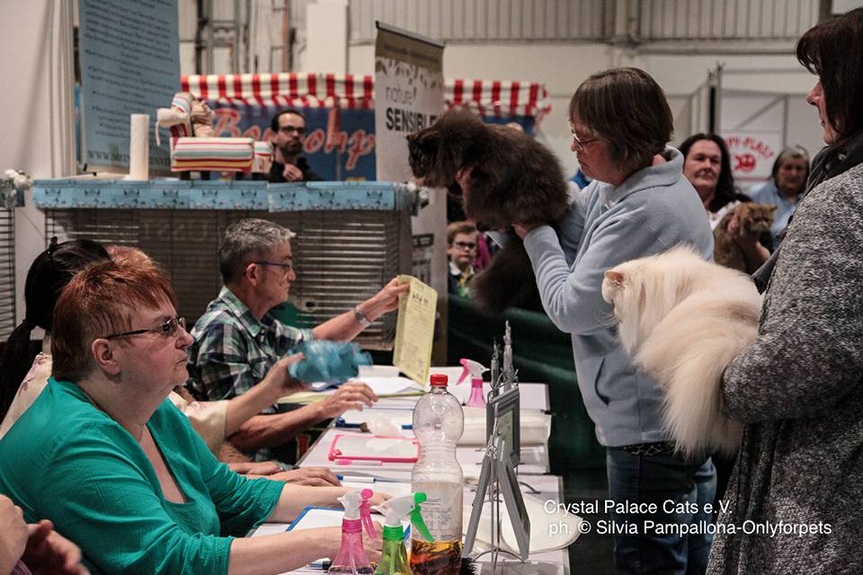 CFA CH/GEC Pele-Mele's Silver Sunshine on Ice of Silverdance