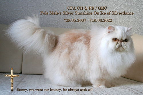 CFA CH & PR /GEC Pele Mele's Silver Sunshine On Ice of Silverdance