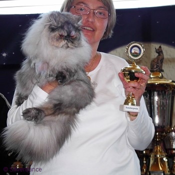 CFA CH & TICA CH/EC Silverdance Sweet Ice Princess