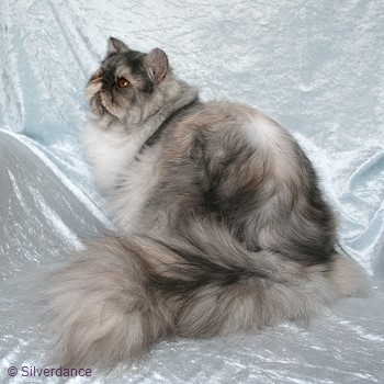 CFA CH & TICA CH/EC Silverdance Sweet Ice Princess