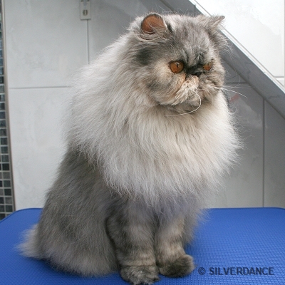 CFA CH & TICA CH/EC Silverdance Sweet Ice Princess