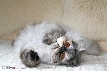 CFA CH & TICA CH/EC Silverdance Sweet Ice Princess