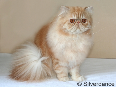 TICA RW SGC/EC Silverdance Ice Teddy Bear
