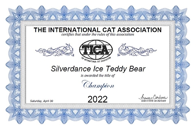 TICA RW SGC/EC Silverdance Ice Teddy Bear