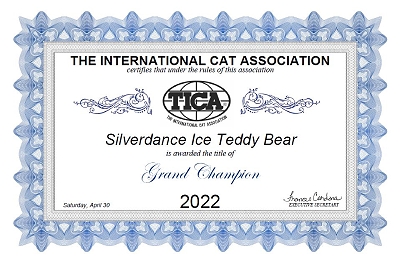 TICA RW SGC/EC Silverdance Ice Teddy Bear