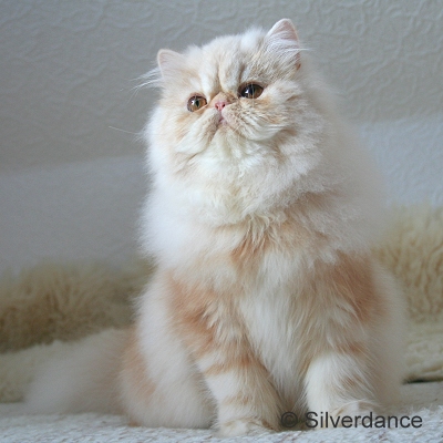 GIC Remilakat Tuppence of Silverdance