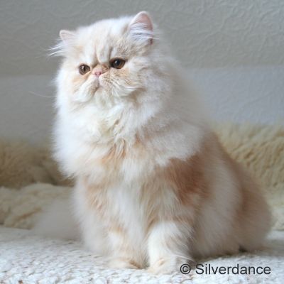 GIC Remilakat Tuppence of Silverdance