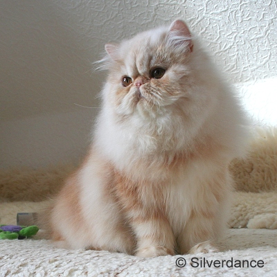 GIC Remilakat Tuppence of Silverdance