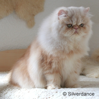 GIC Remilakat Tuppence of Silverdance