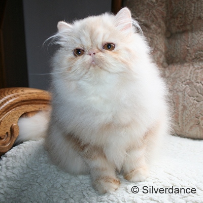 GIC Remilakat Tuppence of Silverdance