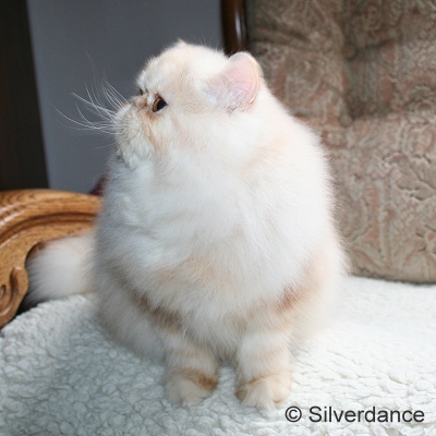 GIC Remilakat Tuppence of Silverdance