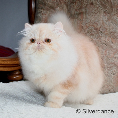 GIC Remilakat Tuppence of Silverdance