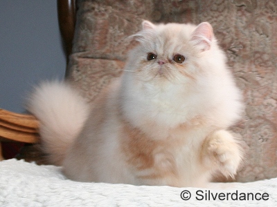 GIC Remilakat Tuppence of Silverdance
