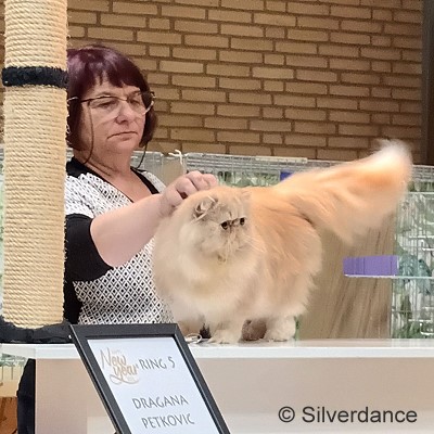 TICA SGCA / JuCH Silverdance Whiskey On Ice